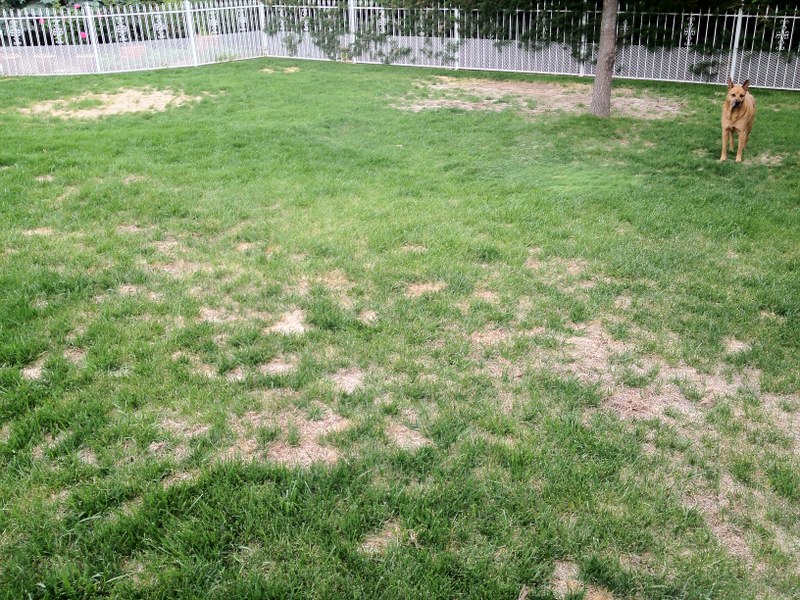 Lawn Repair Elgin,IL